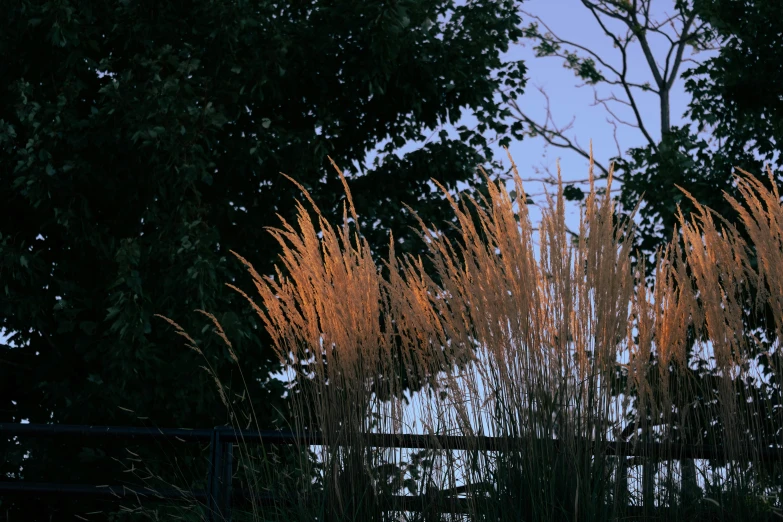 the tall, colorful flowers of a bush are illuminated by evening sunshine