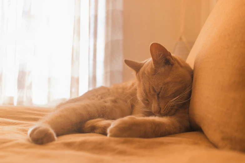 an orange tabby cat lays on its side on a bed