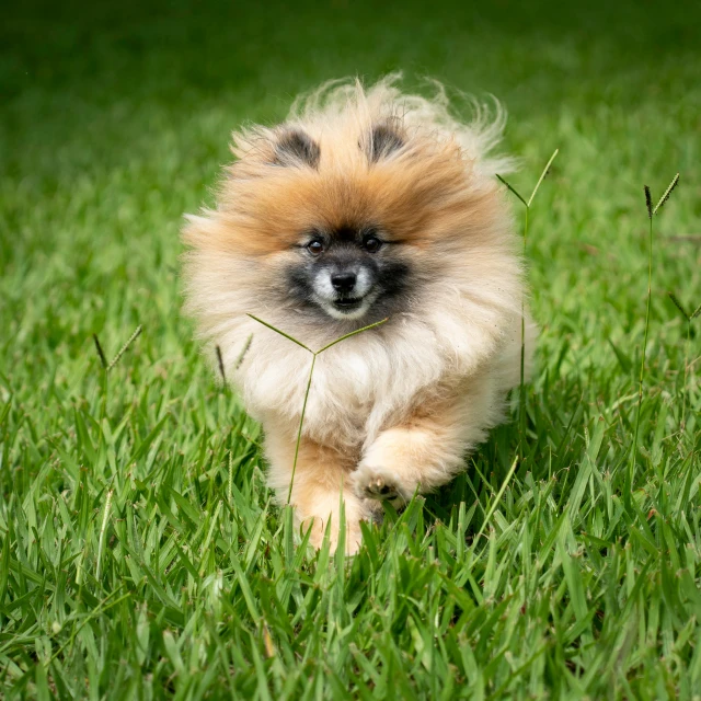 a pomeranian puppy sitting on the grass, looking to its right
