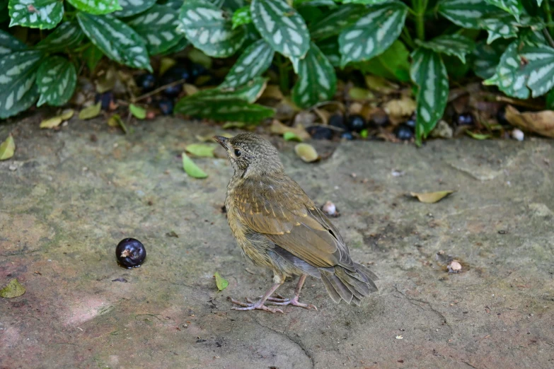 a bird sitting on the ground with a bug