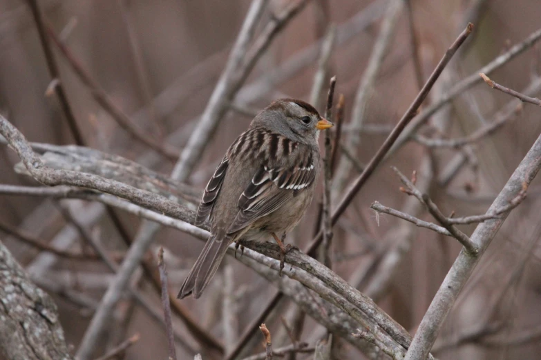 small bird on a tree nch with bare nches