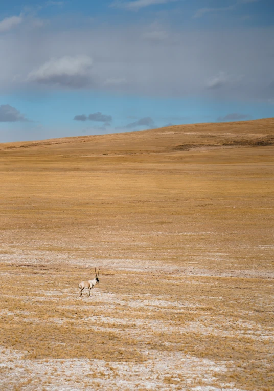 three zes walking across the plains towards each other