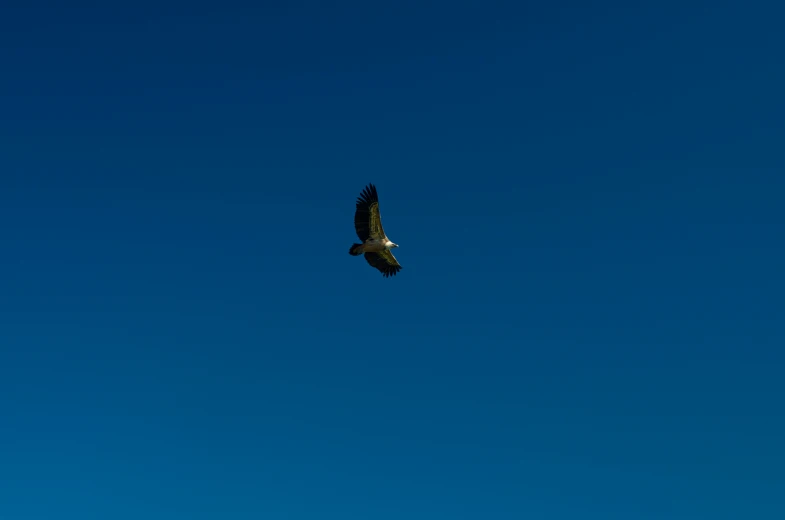 the large bird is flying through the blue sky