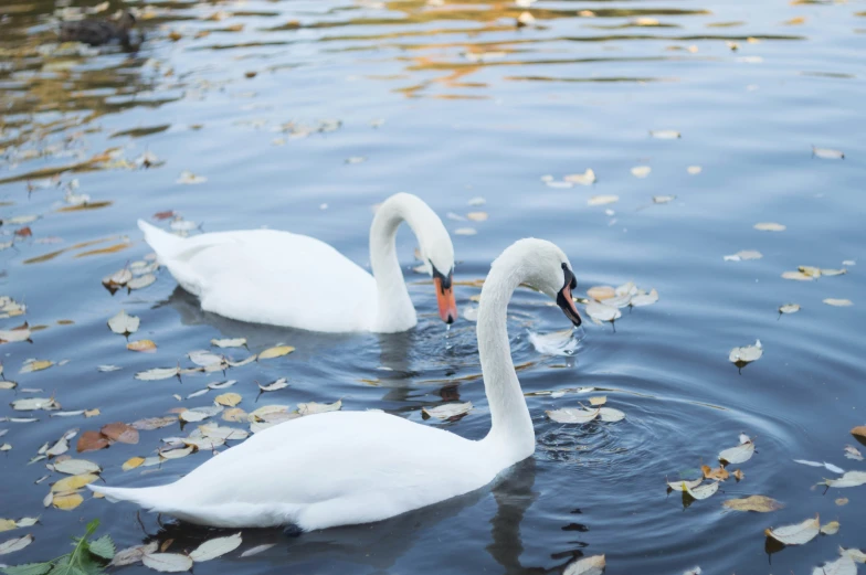 two swans swim near each other in the water