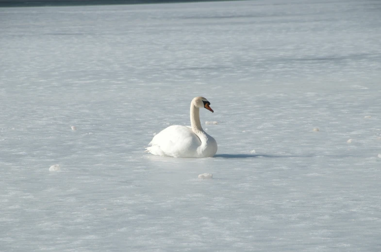 a swan is swimming on the frozen water