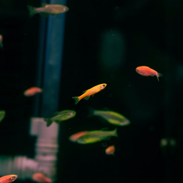 yellow fishes swim near each other in an aquarium