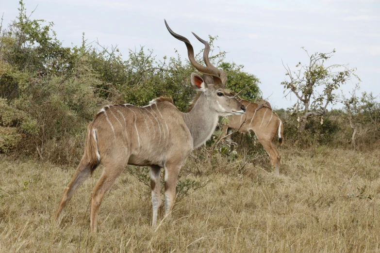 two large horned animals standing on a grassy field