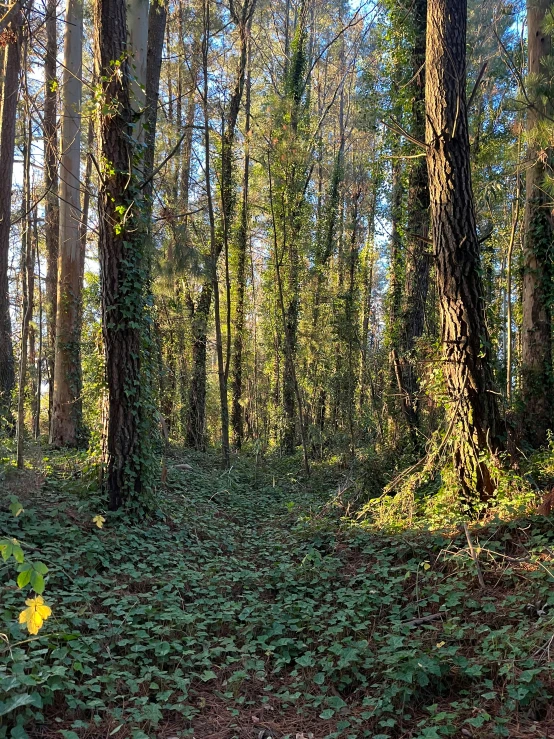 an area filled with lots of trees and plants