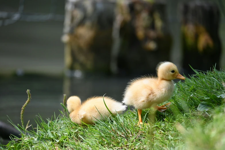 a mother duck walking with her two small ducklings