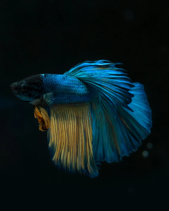 an angle view of a blue halfmoon betta fighting