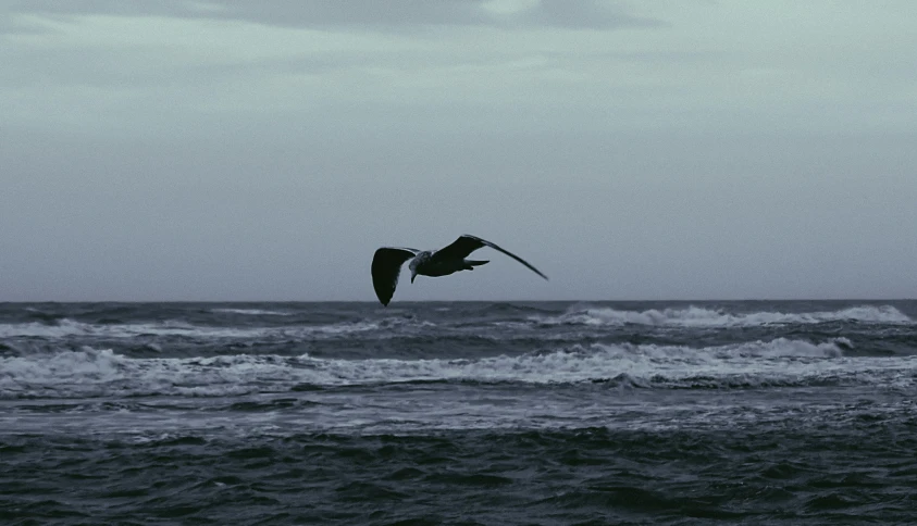 an oceangull in flight over rough surf on a cloudy day