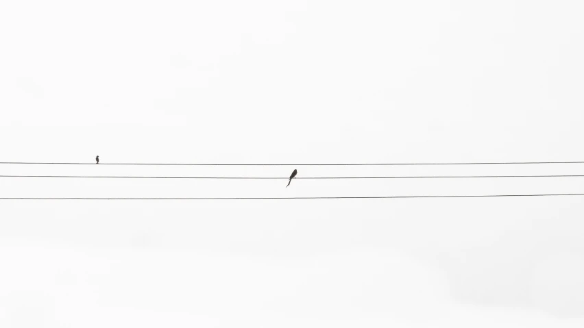 a group of three birds sitting on the wires