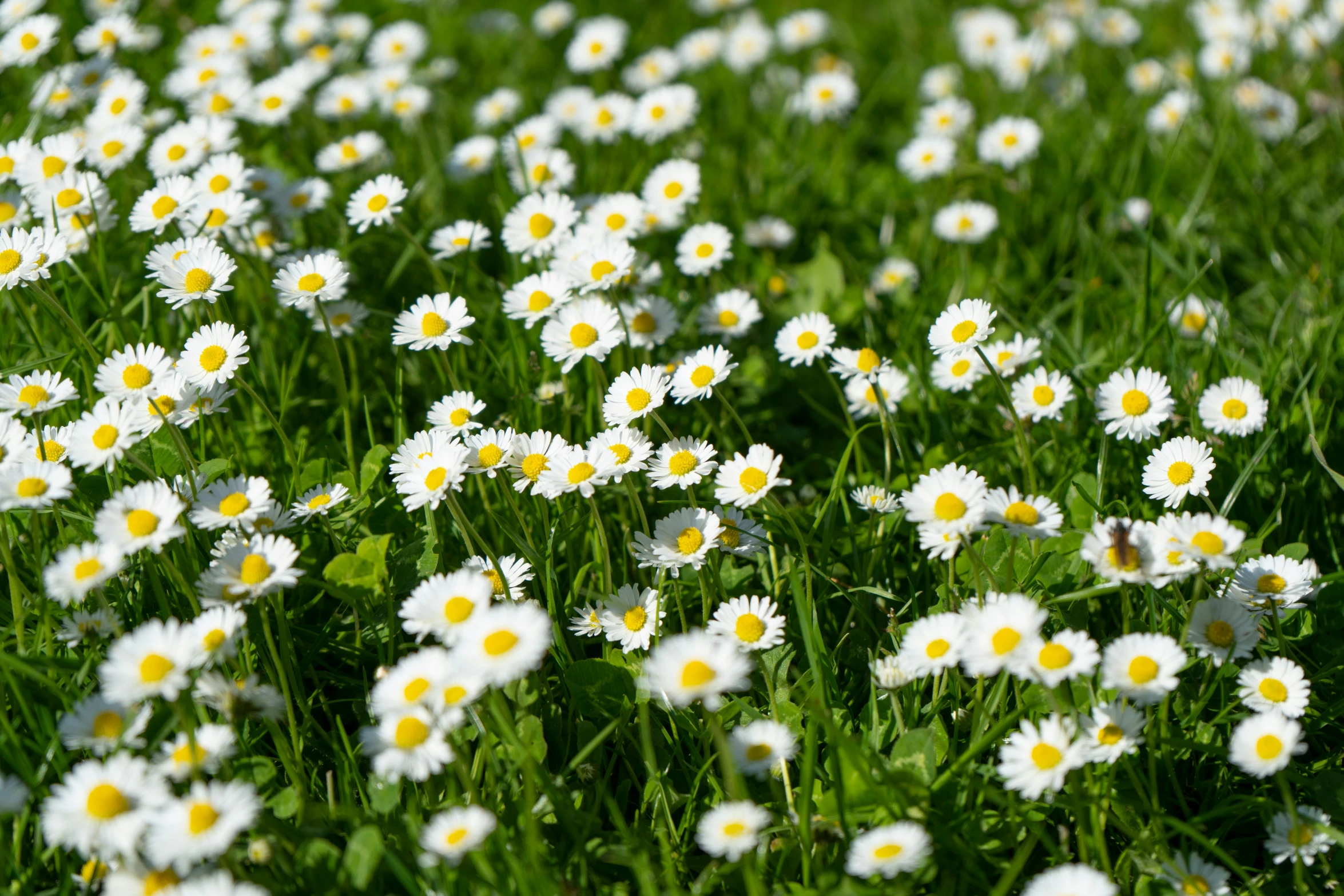 a patch of green grass with small white daisies