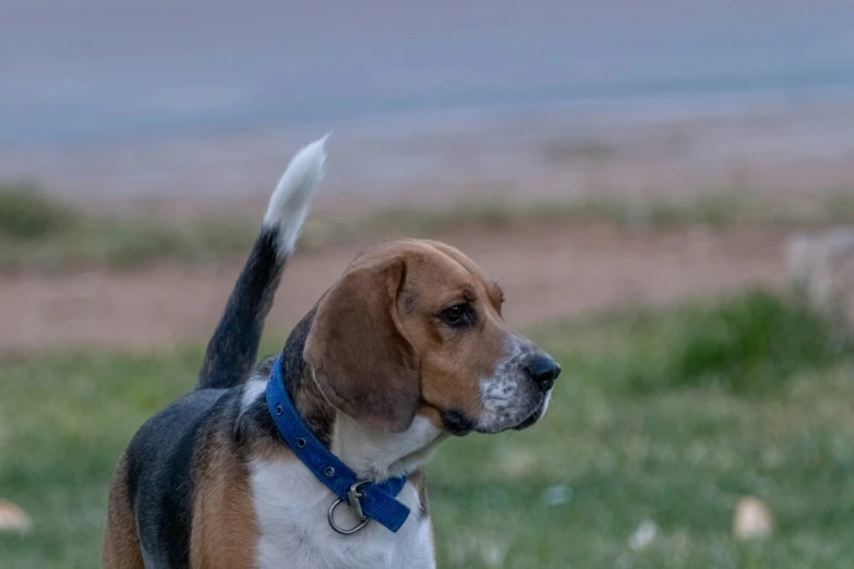 a beagle looks out over a green meadow