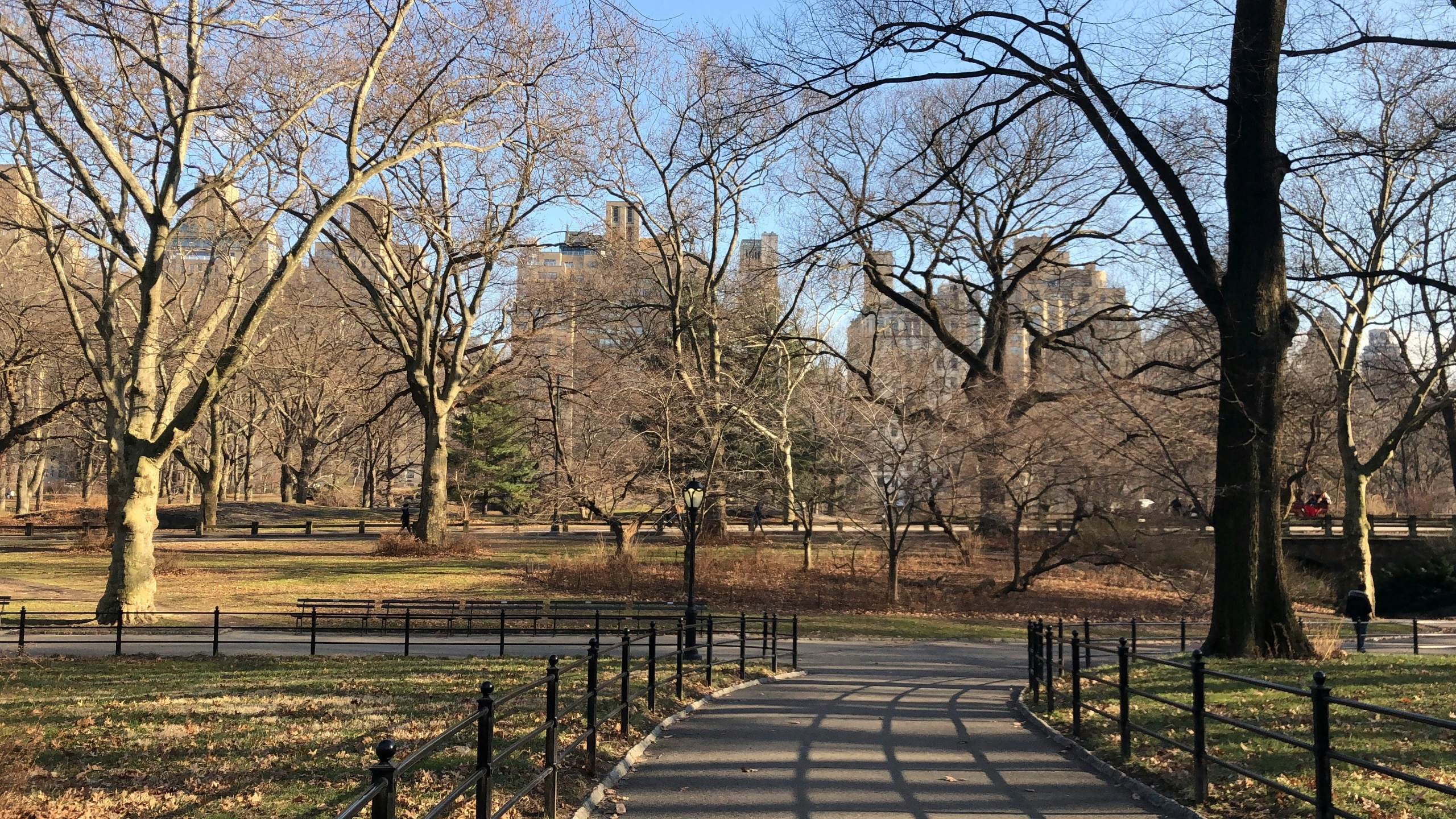 a walkway through a park lined with trees