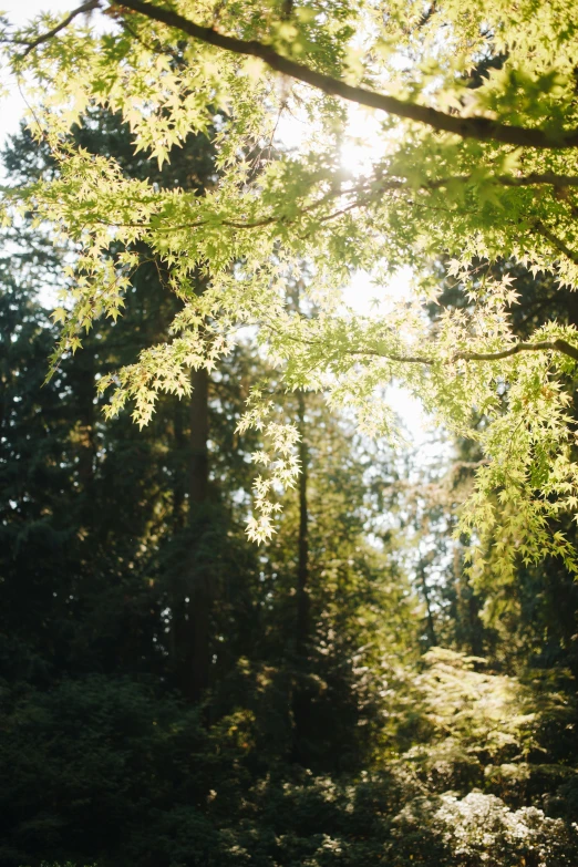 a wooded area with tall trees, and sun beams in the sky