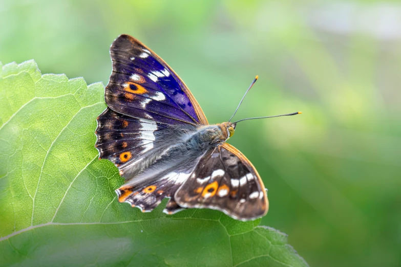 a erfly sitting on a green leaf with a bright yellow and white stripe