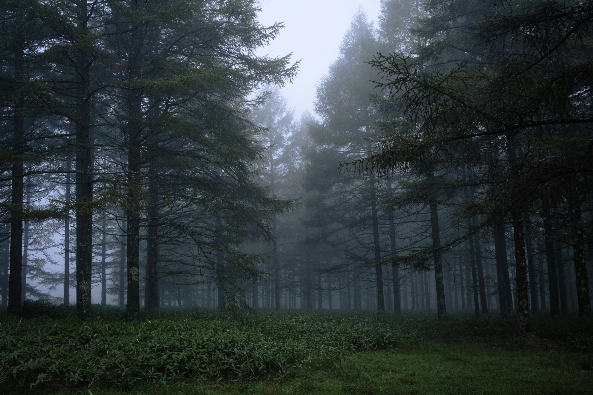 fog hangs in the middle of a forest with tall trees