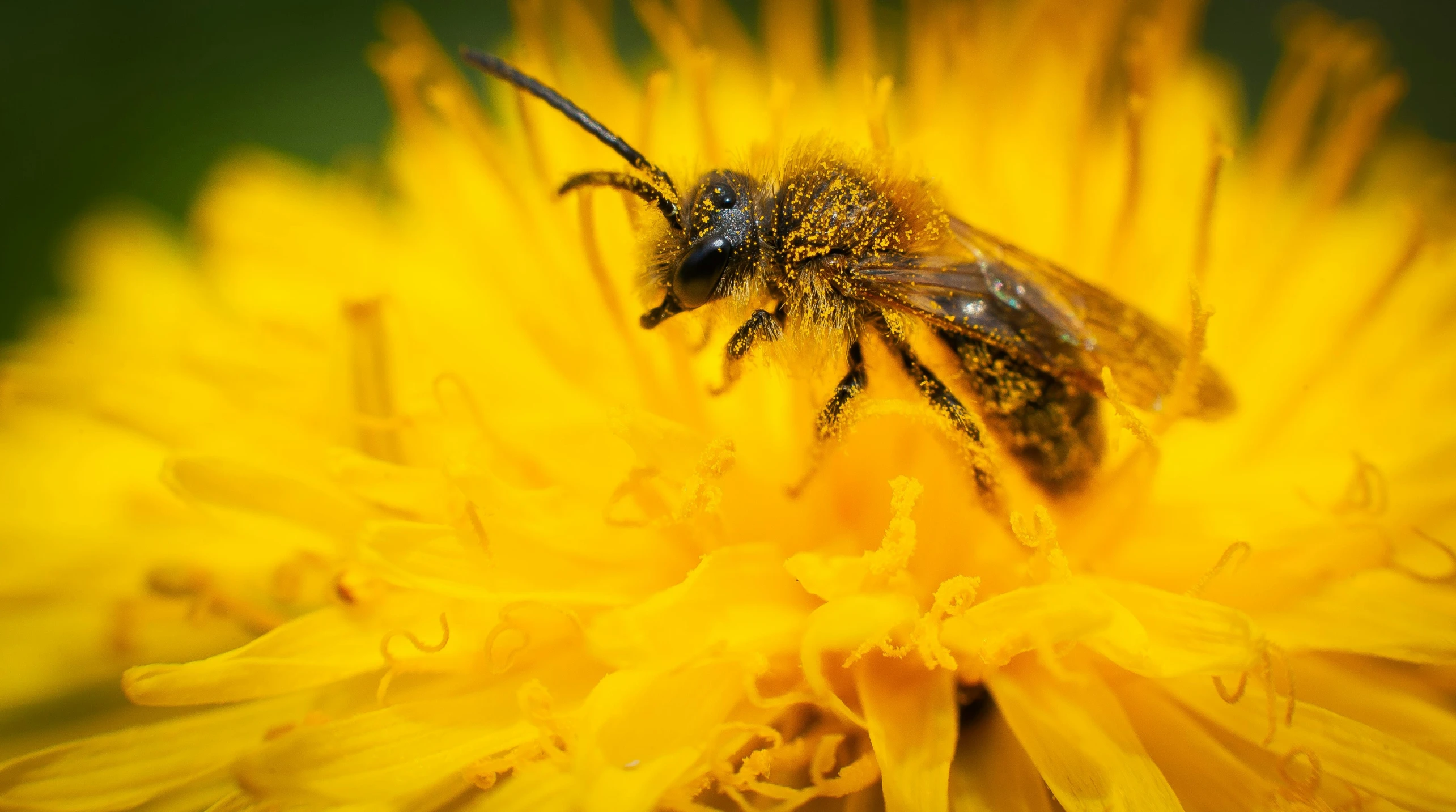 there is a bee that is sitting on a yellow flower