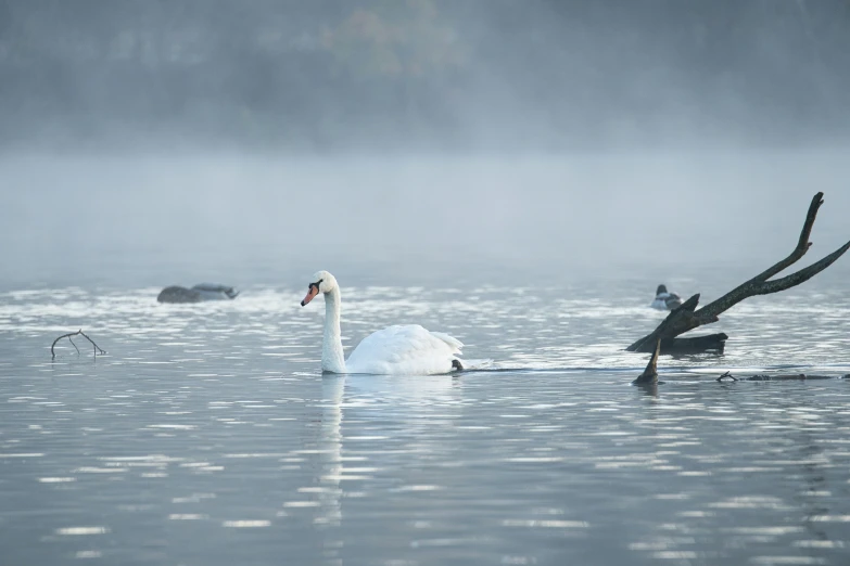 swans swimming in the water with birds floating by