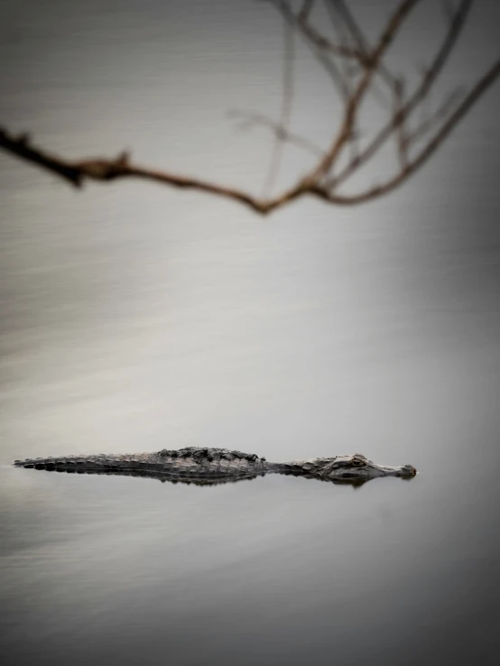 an alligator floats near an unplugged nch