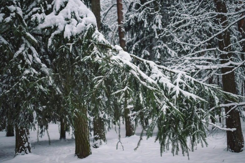 a bunch of pine trees covered in snow