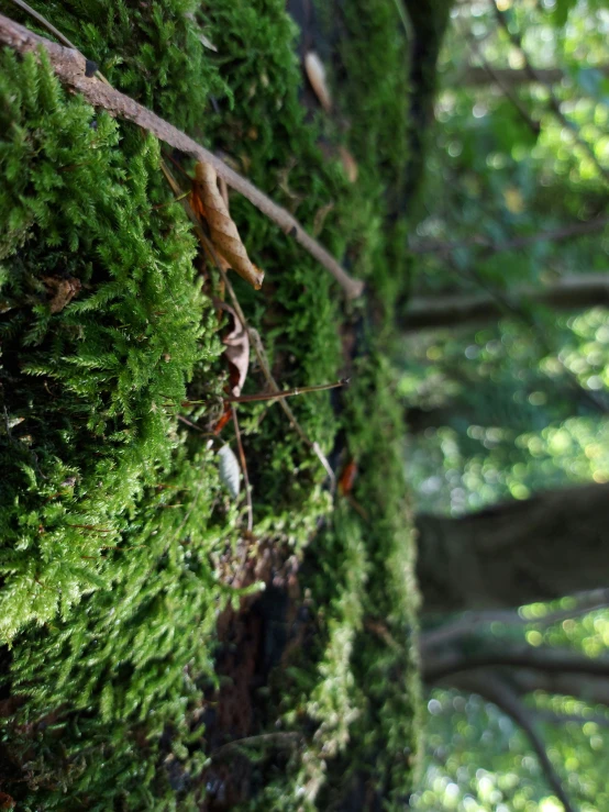 a large mossy tree in the middle of a forest