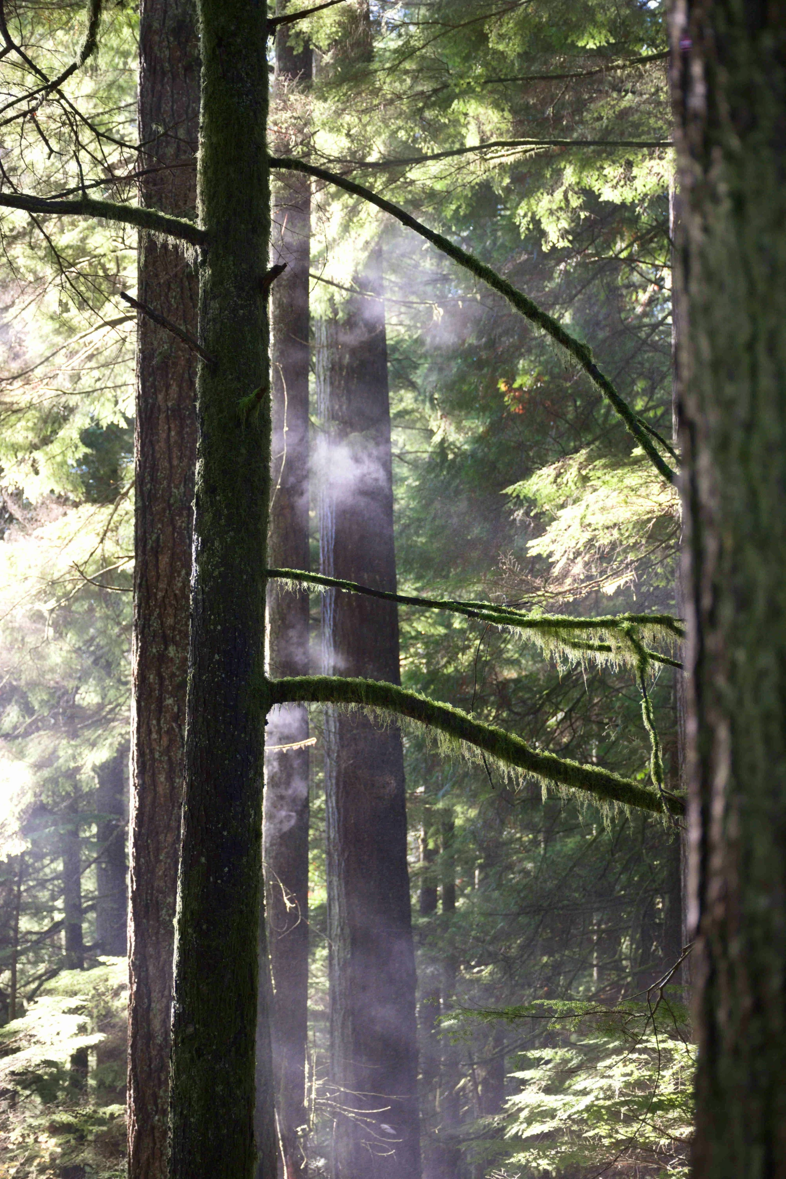 light streams into a lush green forest as it is fog