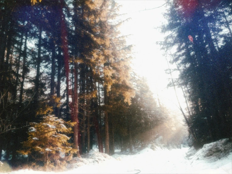 a snowy pathway is surrounded by some tall trees