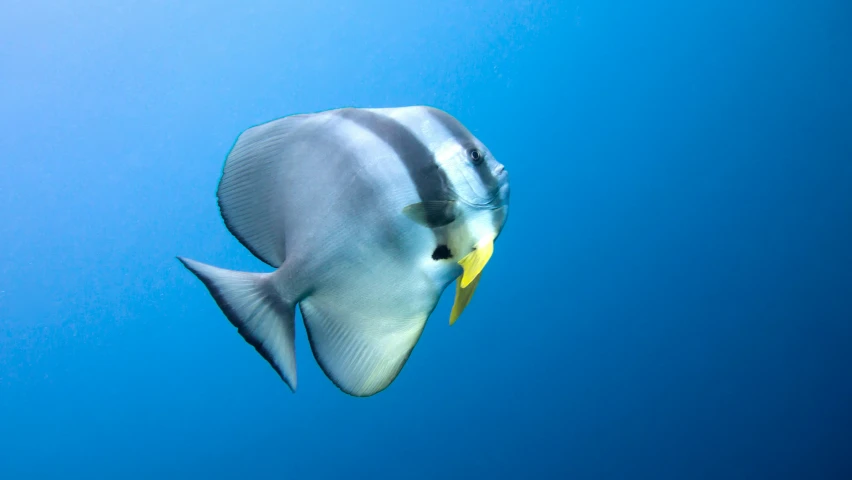 a close up of a fish in the blue water