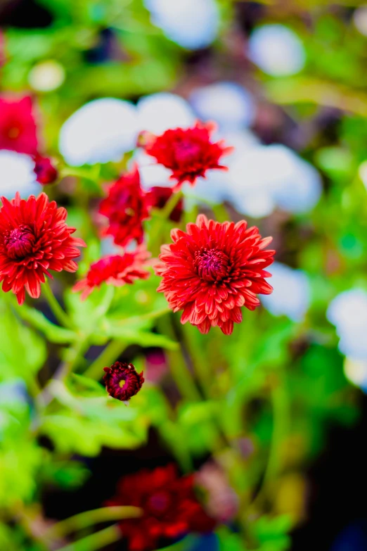 a close up po of red flowers with leaves