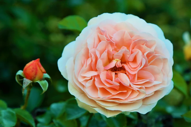 a pink rose blossom sitting next to a green leafy tree