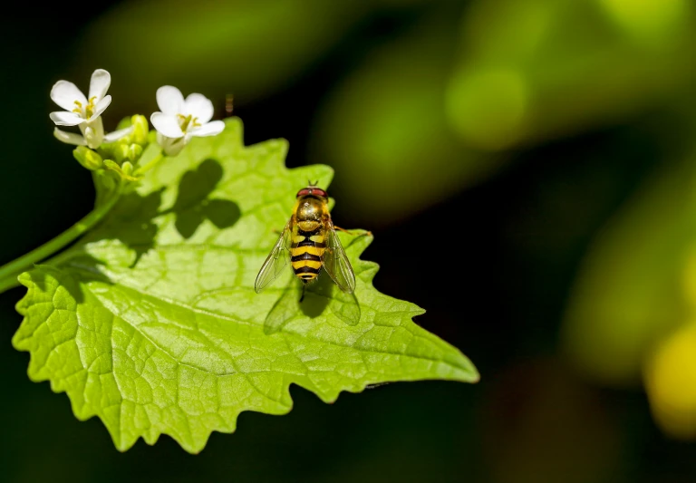 a fly on a leaf in the sunlight