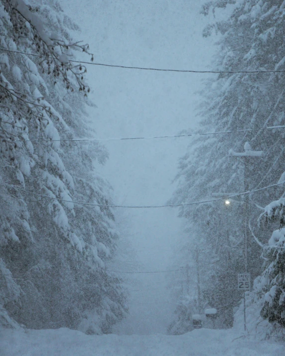 a snowy street with power lines running through the trees