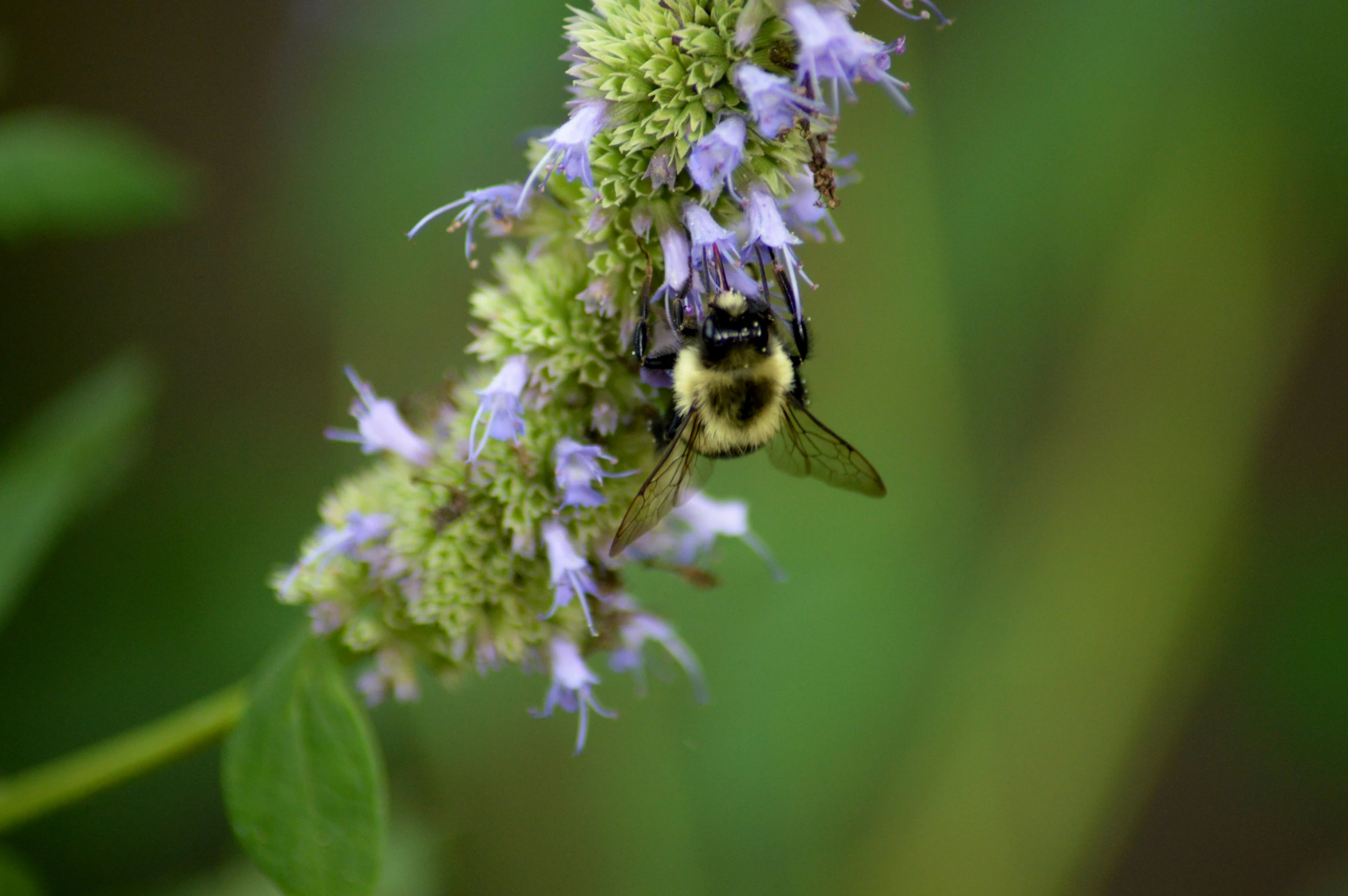 a bee sits in front of some purple flowers