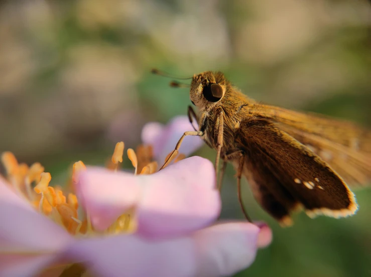 the small, brown moth is perched on a pink flower