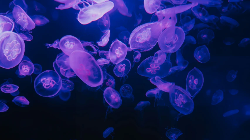 purple jellyfish under dark water, close - up