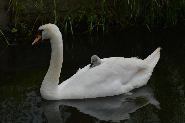 there is a swan with its baby on the water