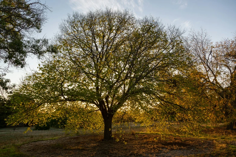 a big tree with lots of leaves near by