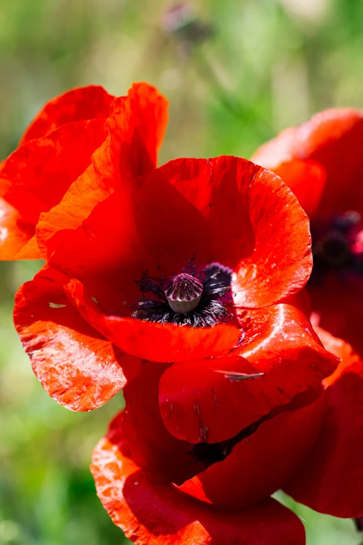 a close up of a poppy with rain drops