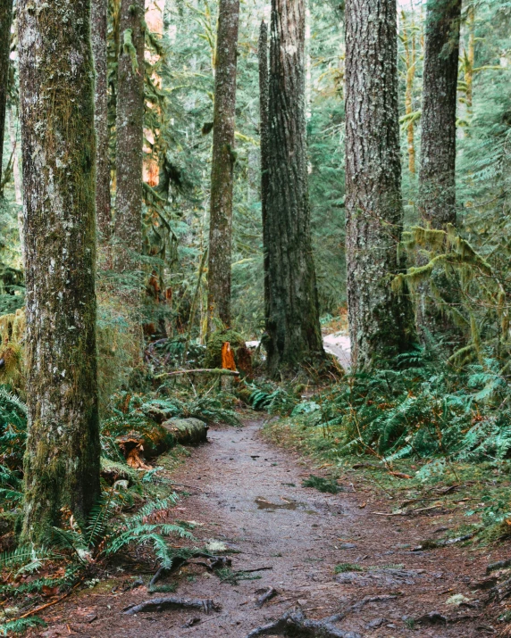 the dirt trail in a forest has a lot of trees