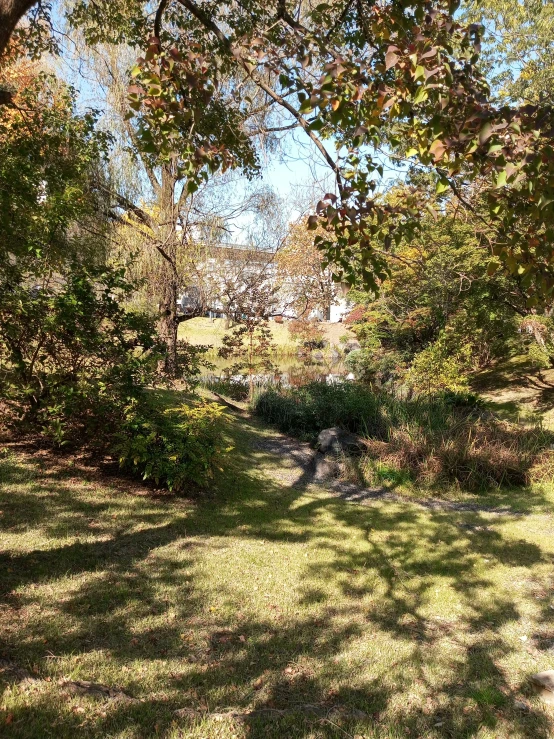 view of some grass and trees with no leaves