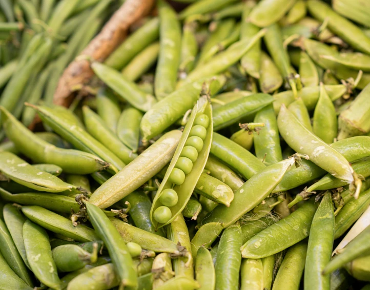 snap beans are being harvested from the ground
