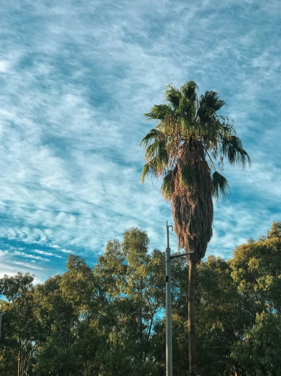 a palm tree is on the street corner