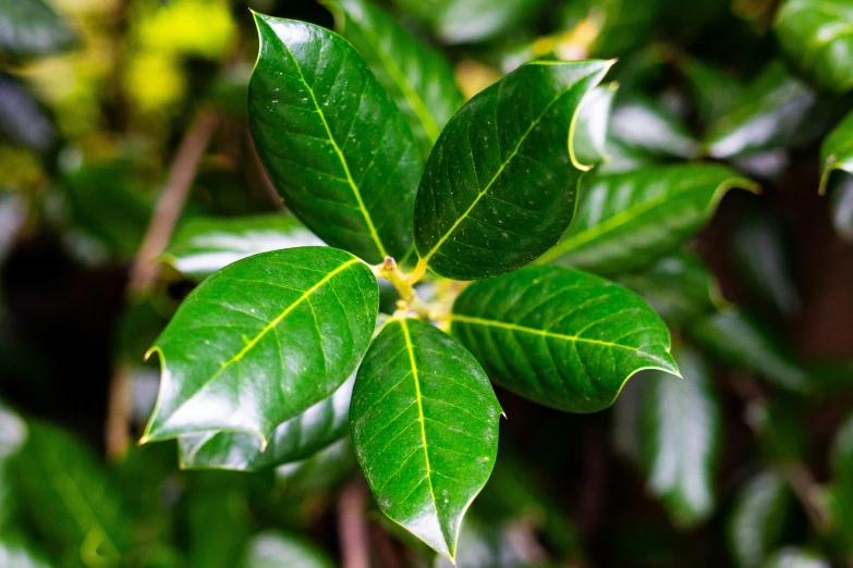 a leaf in the foreground and a green plant in the background