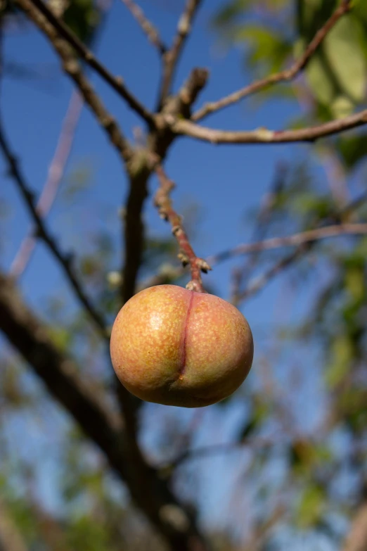 closeup of two apples on a tree nch