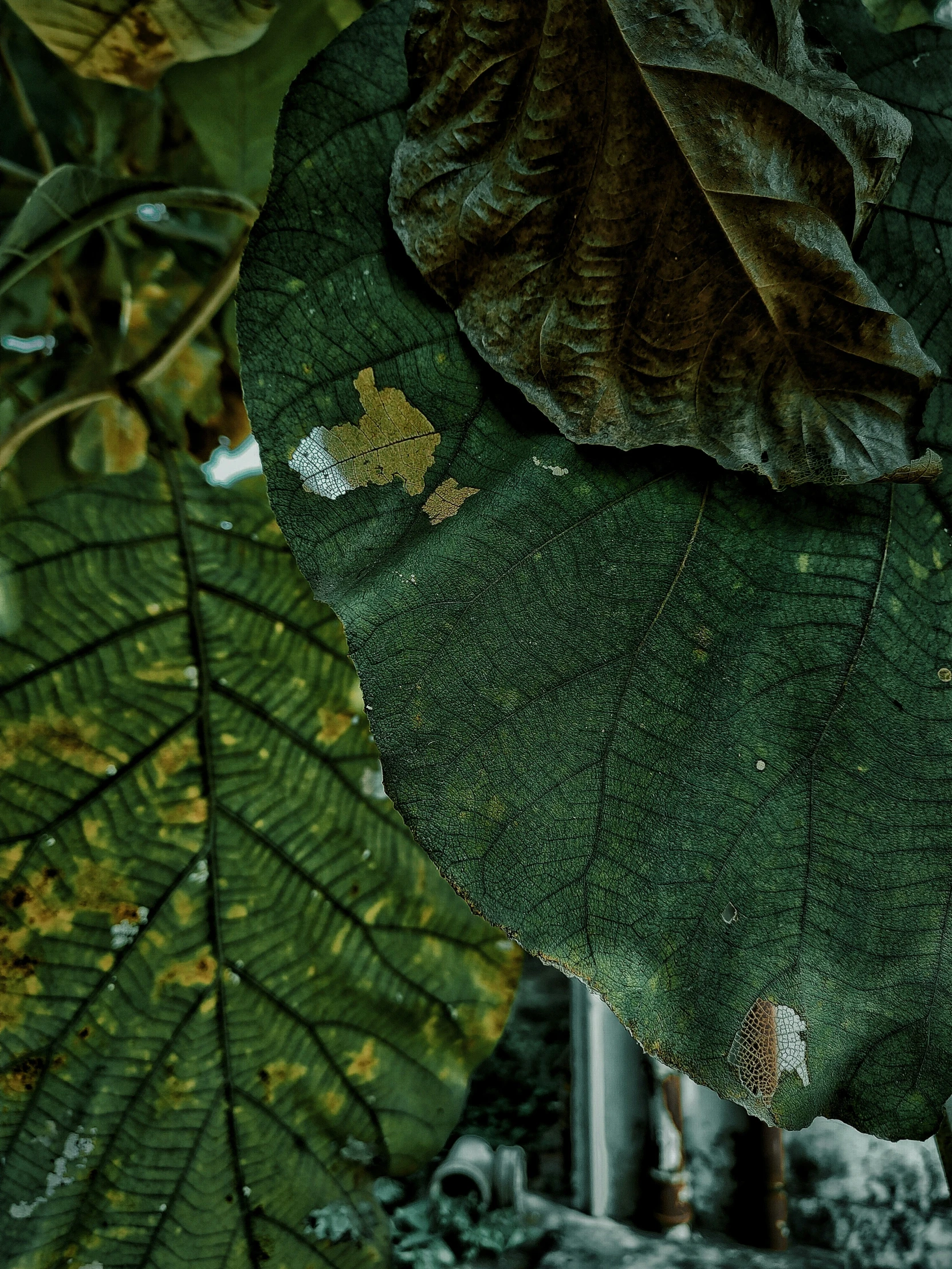 some green leaves that are hanging from a tree