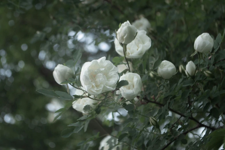 a small white flower sitting on the top of a nch