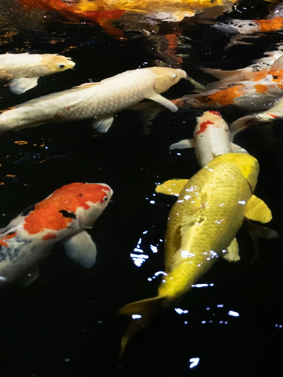 several large fish swimming in a pond filled with water