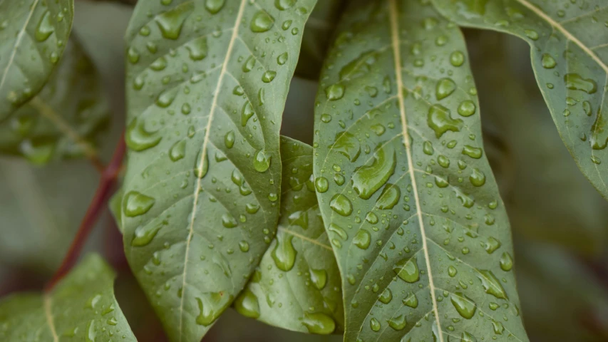 several green leaves with rain droplets on them